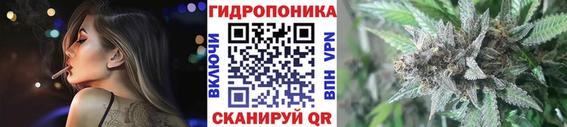 Конопля сатива Калининец